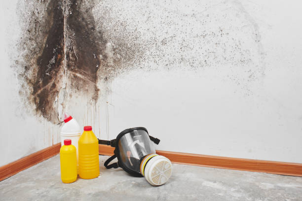 Best Mold Removal and Inspection  in Belleair Bluffs, FL