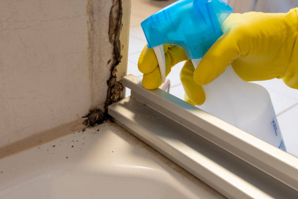 Mold Removal and Inspection in Belleair Bluffs, FL