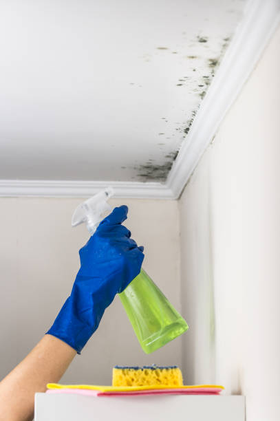 Best Fast Mold Removal  in Belleair Bluffs, FL